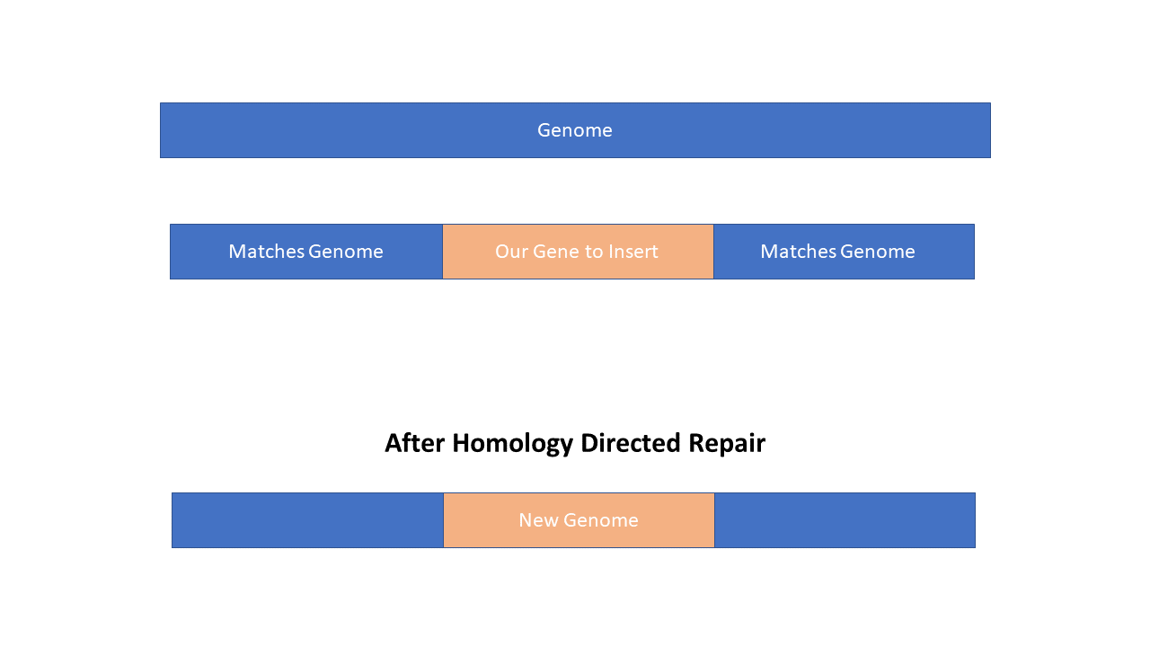 DIY CRISPR Kit