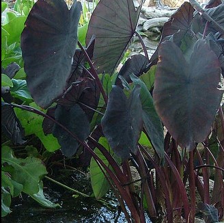 Picture of Black Magic Taro in a backyard pond, landscaped by the Colorado Pond Pros.