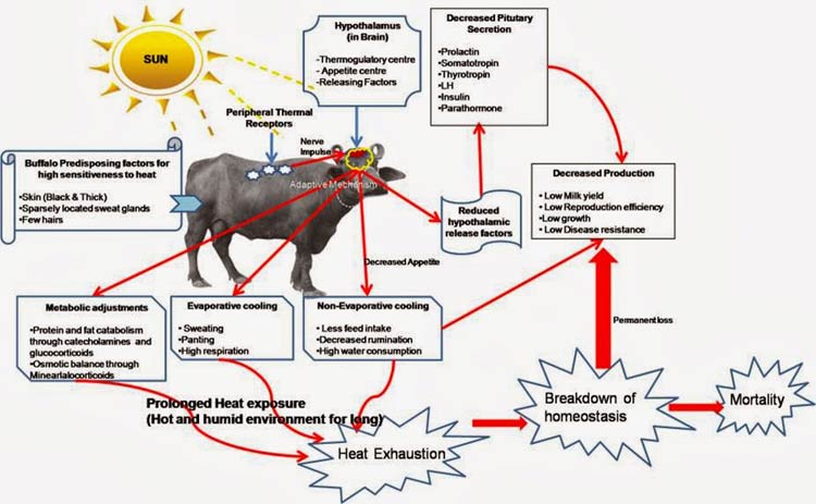 Pathophysiology of the effects of thermal stress on the metabolism of buffaloes submitted to inadequate management in tropical regions [42].