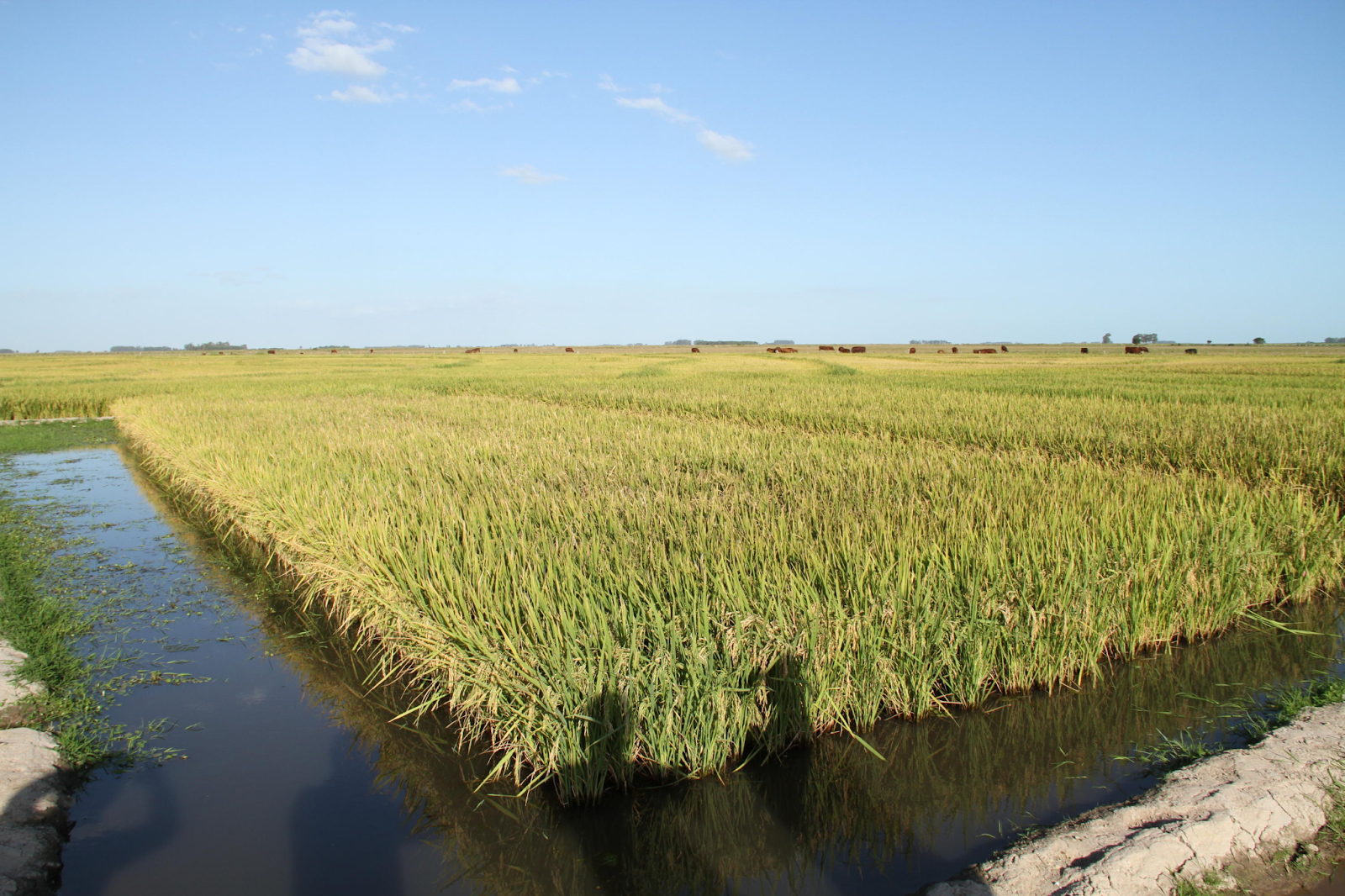 Arroz de regadío en el sur de Brasil