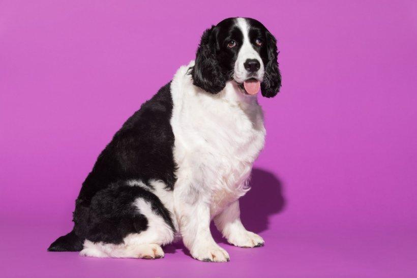 A portrait of Daisy, a five-year-old English springer spaniel