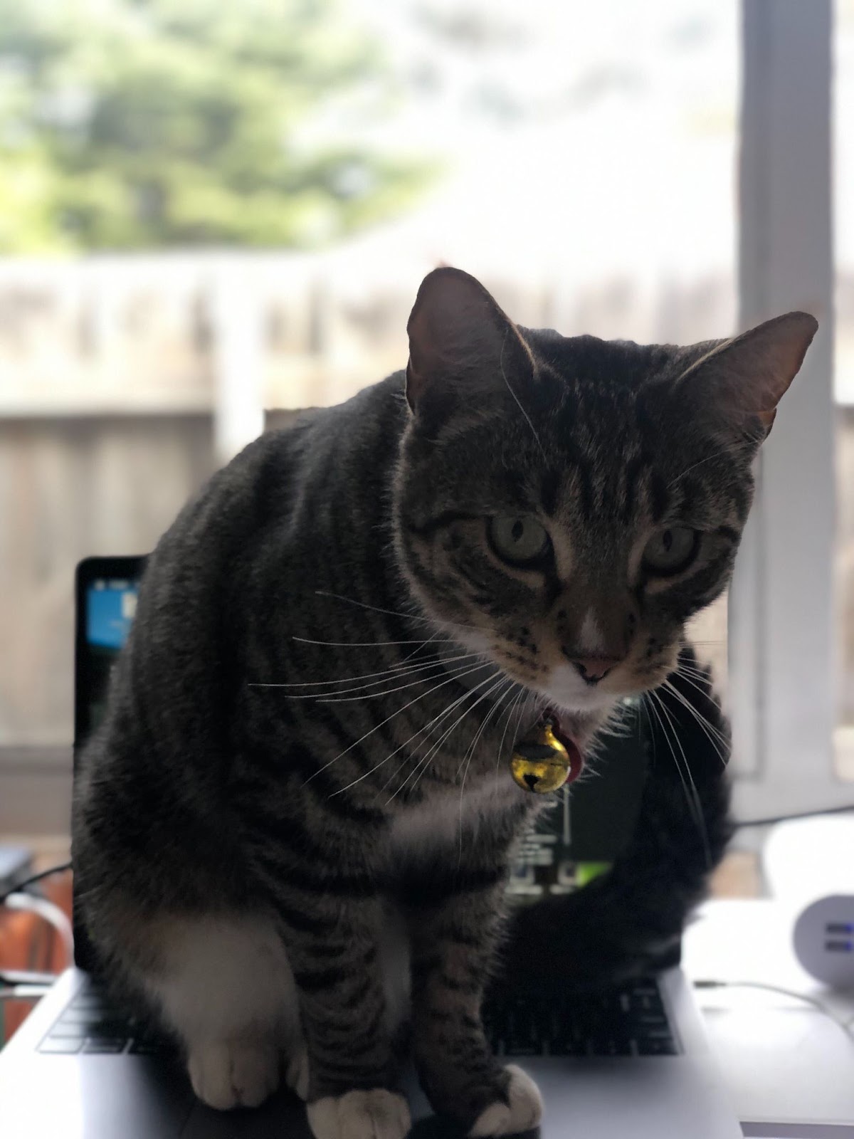 A tabby kitty standing on a laptop