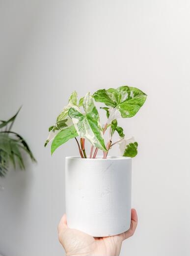 30 Best Indoor Creeper Plants You Can Grow Easily In Home