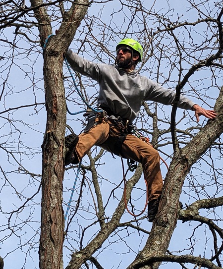 ISA-Certified Arborist, Gabe Waterhouse is safely working his way high up in the tree to reach some of the dead branches that need to be removed.