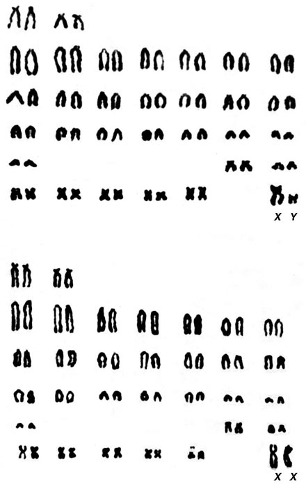 Karyotypes of male and female nine-banded armadillo