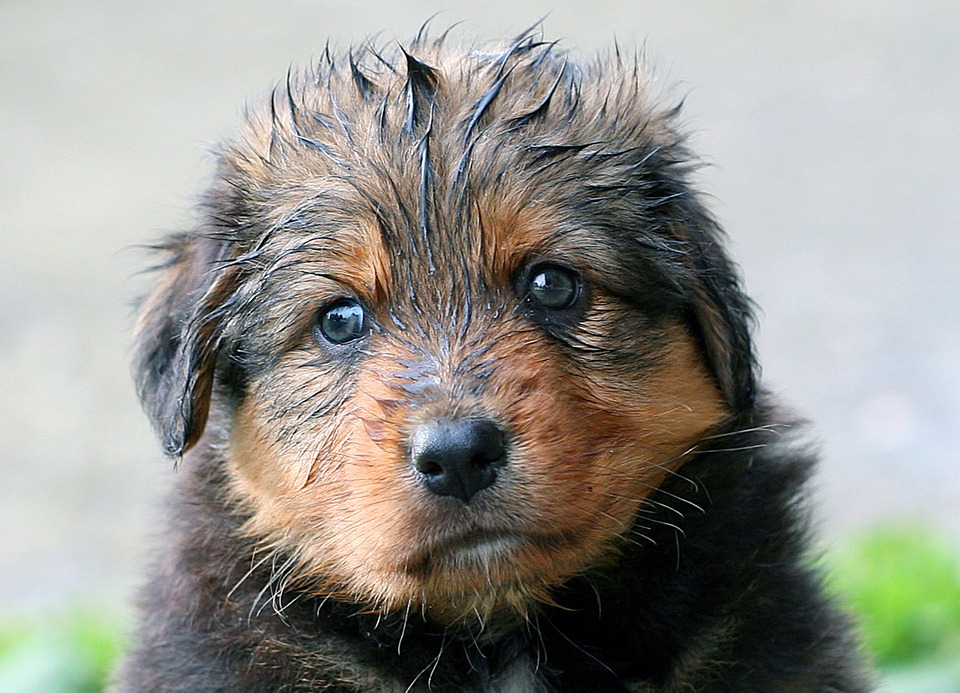 muddy pup.jpg