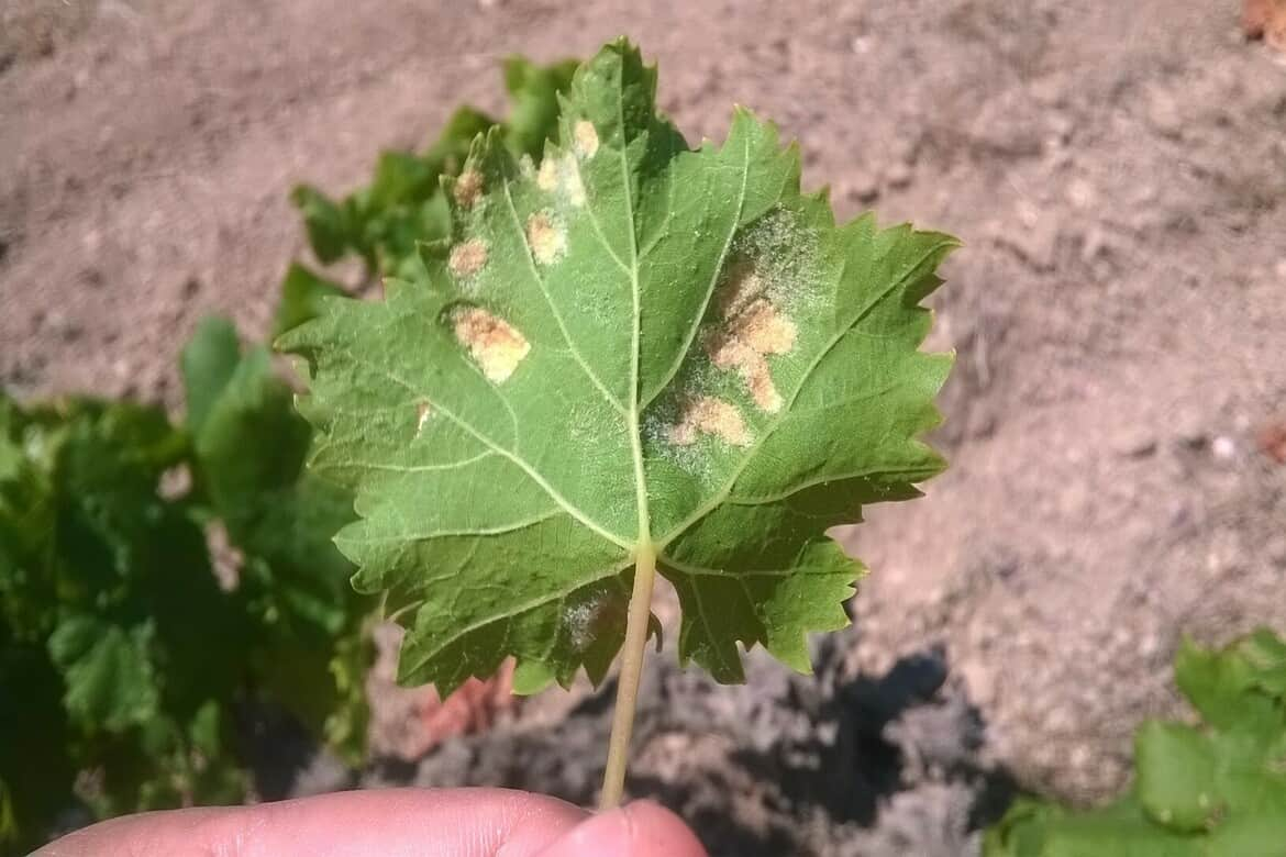 Поврежденный клещом лист винограда