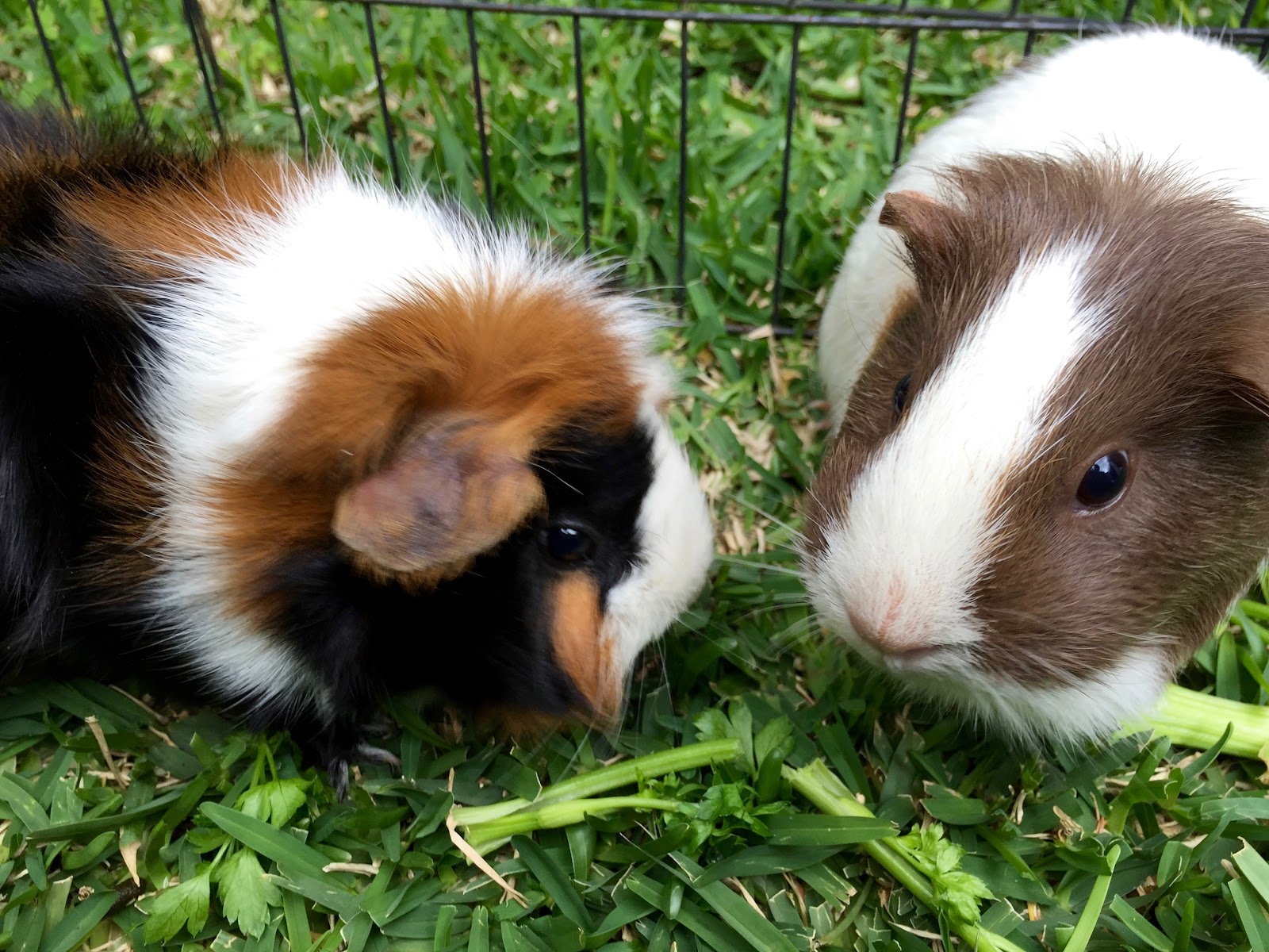 can guinea pigs eat cilantro