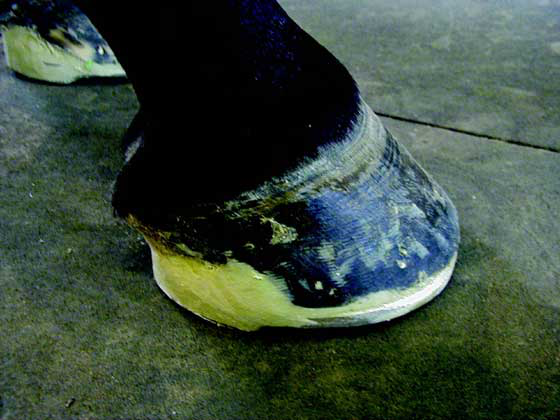 Glue-on OT shoe with breakover and heel elevation designed into the shoe.