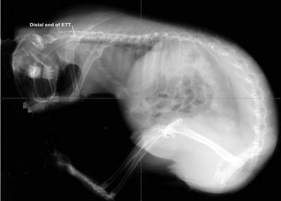 Rabbits have a small thoracic cavity that can be compressed easily by dilation of abdominal viscera or inappropriate positioning