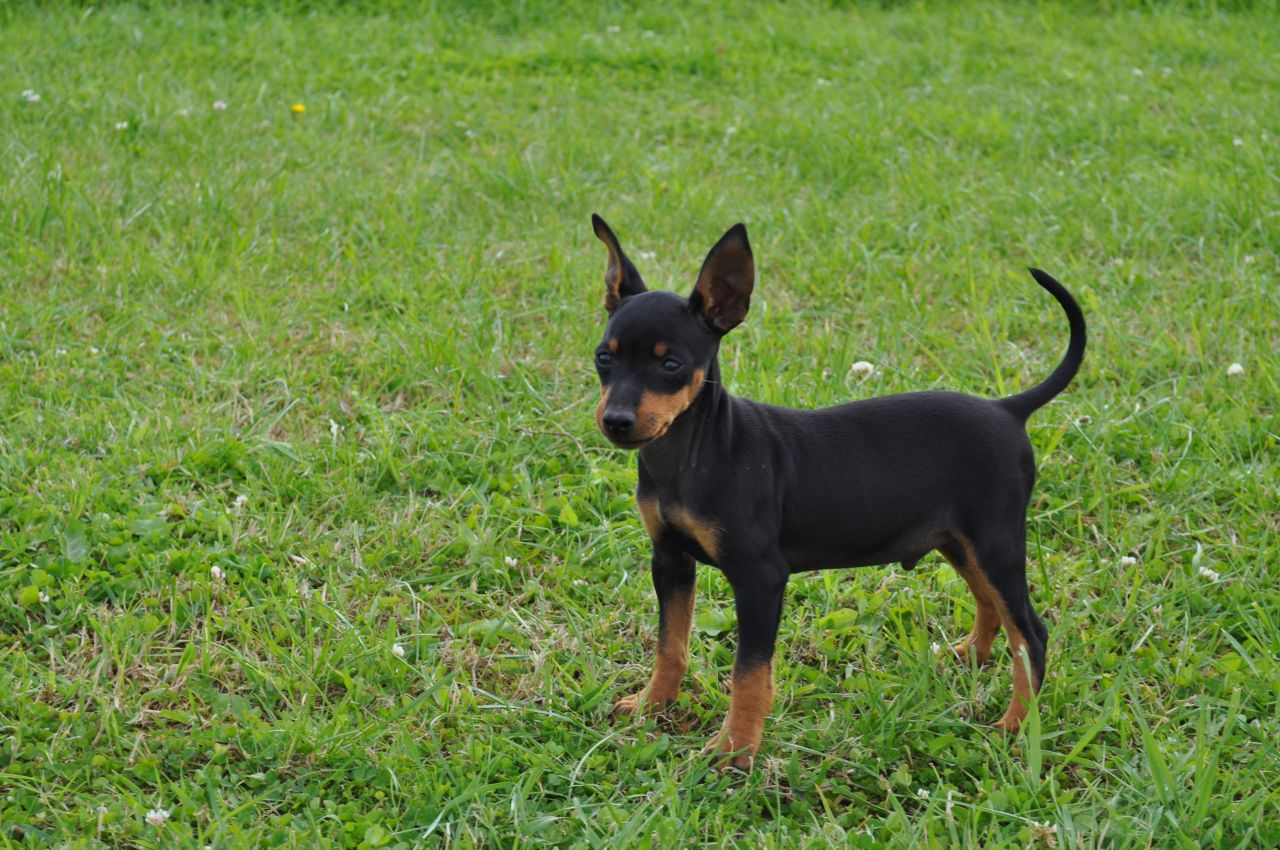 English Toy Terrier A Complete Dog