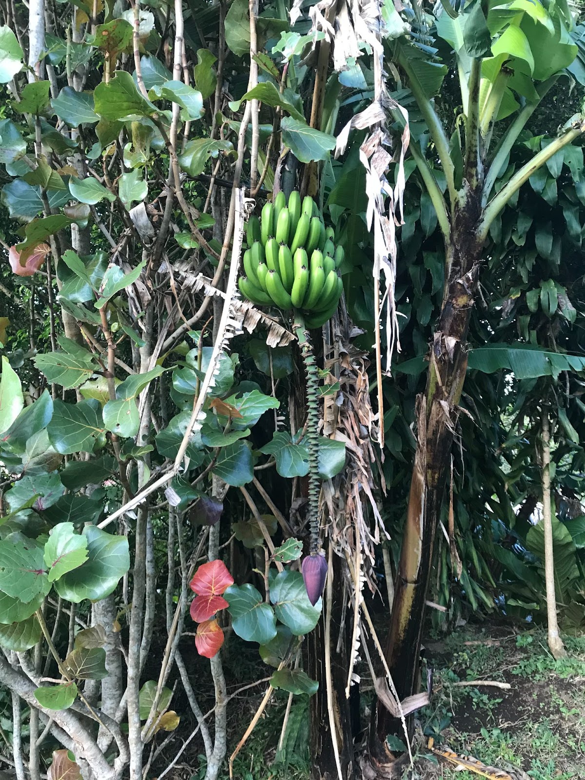Plantains in the forest, Monteverde, Costa Rica
