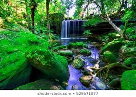 Image result for rainforest