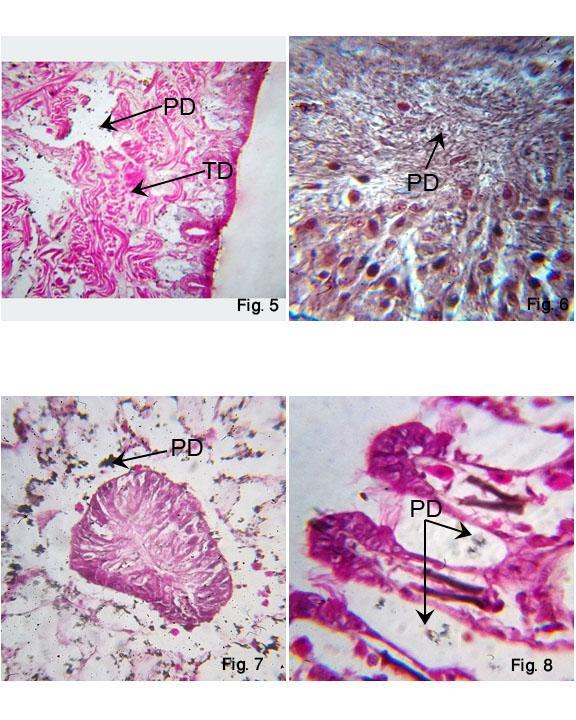 E:\Body colour paper\Photo plate\Colour change histological.jpg