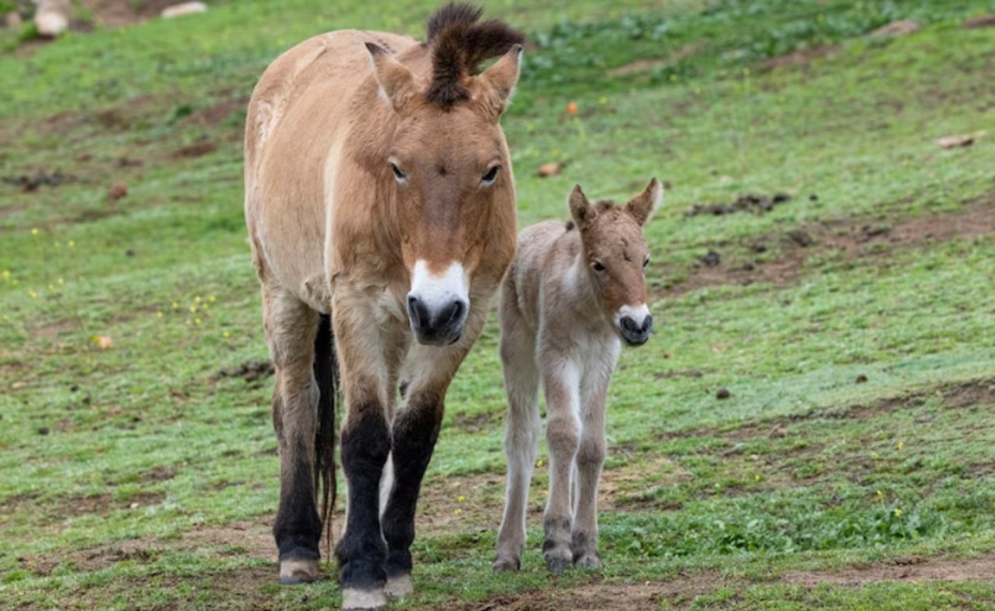 Cria de caballo con su madre