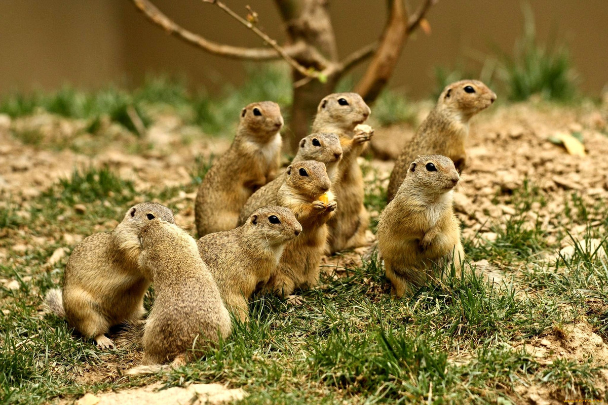 Prairie Dogs Fun Facts