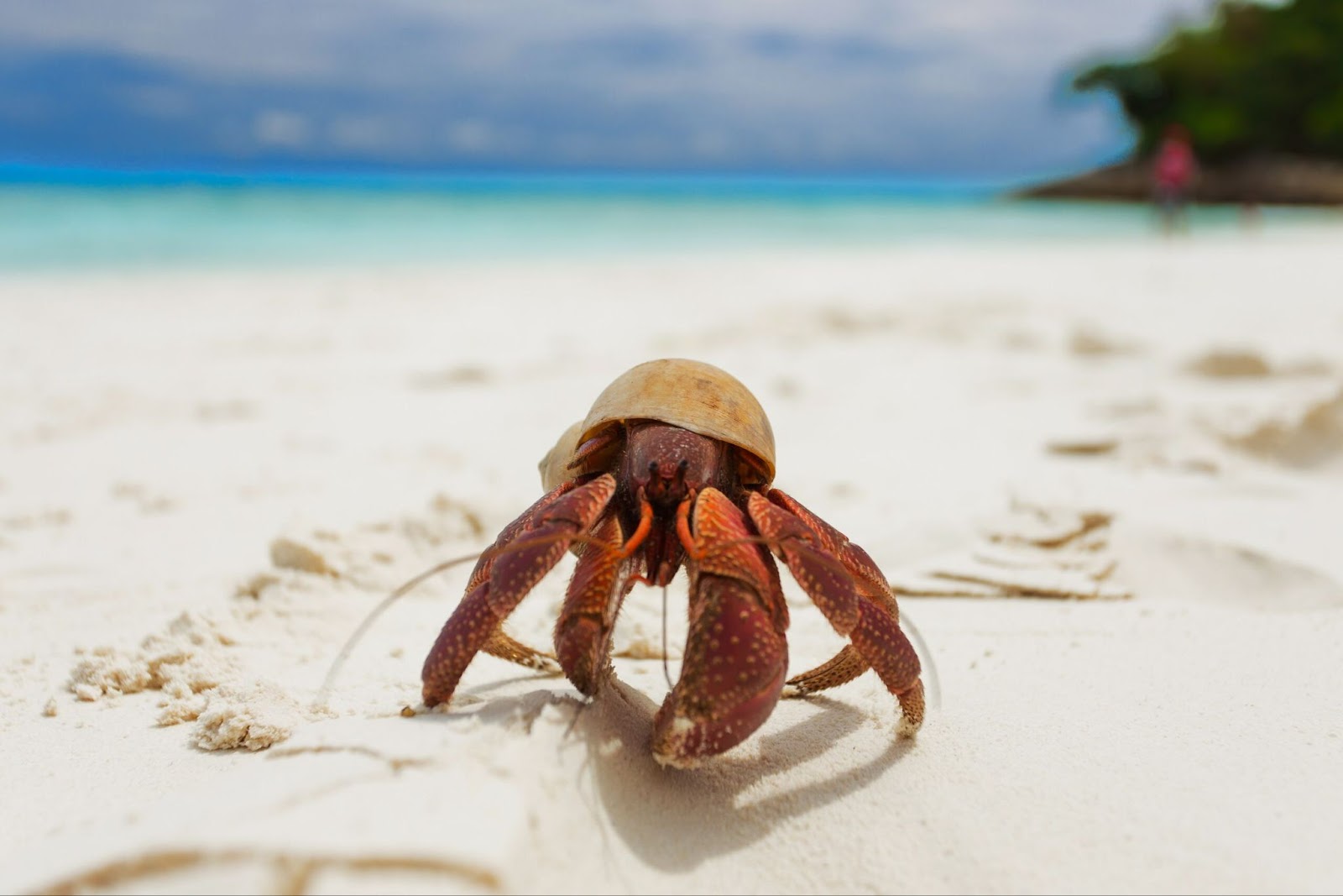 Hermit Crabs
