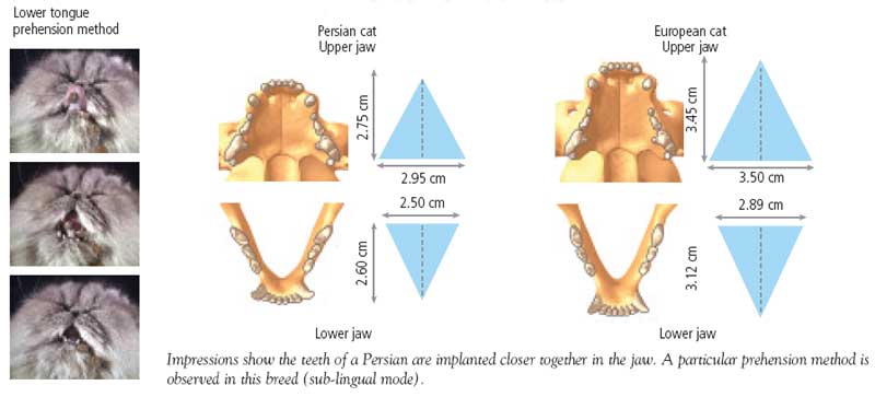 Comparative jaw conformation between a brachycephalic cat (persian) and a mesocephalic cat
