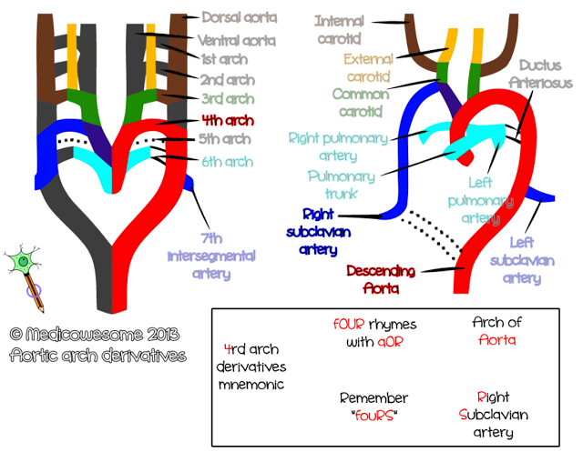 Fourth arch artery - Aortic arch derivatives embryology mnemonic