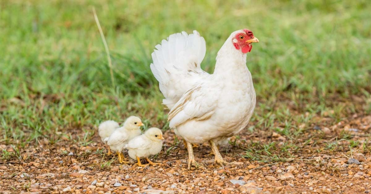 Free-range chickens are raised in a more humane environment