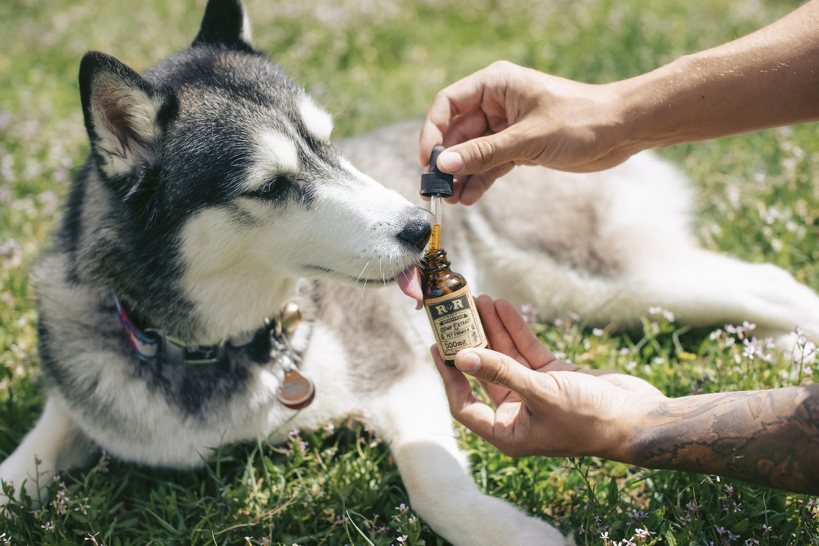 The Best CBD Oil for Dogs with Arthritis