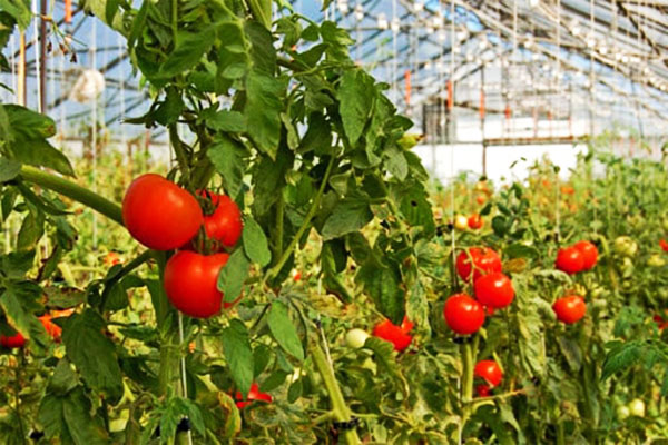 Thời vụ trồng cà chua miền Bắc vào xuân hè