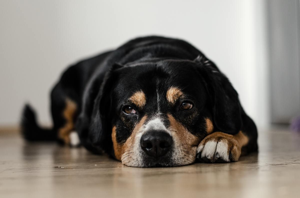 Effective Home Remedies for Vomiting Dogs 