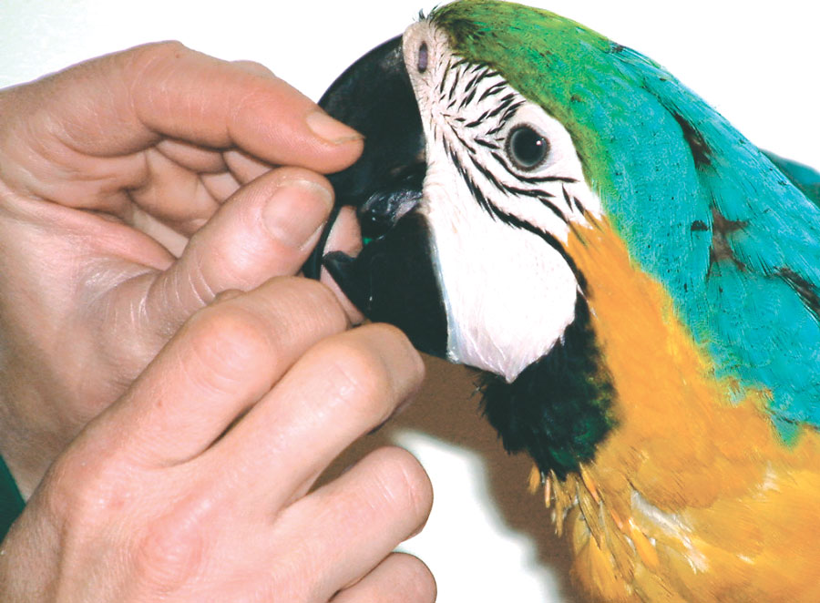 The beak is assessed for strength and movement