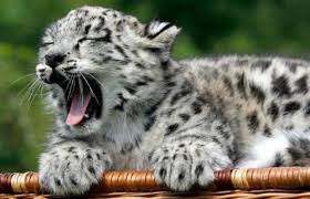 Image result for leopards