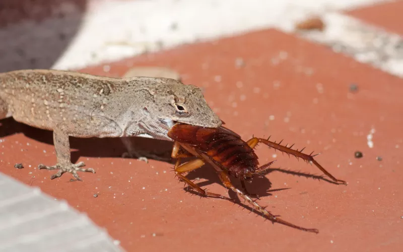 Do Lizards Eat Cockroaches
