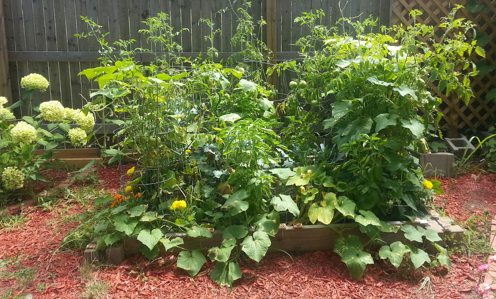 raised bed vegetable garden picture