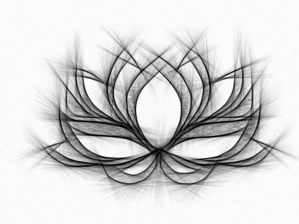 Water Lily, Drawing, Pencil,