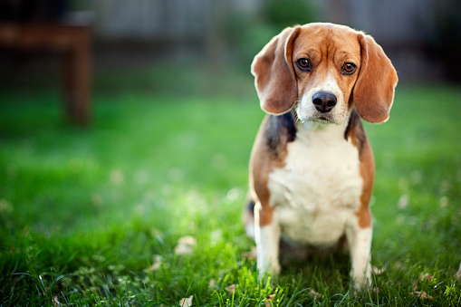 border terrier vs beagle: Differences