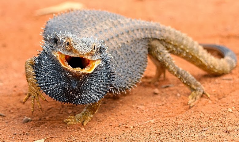 Are Bearded Dragons Aggressive
