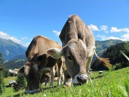 Cows, Austria, Pasture, Landscape