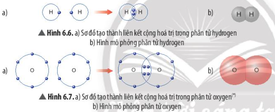 Câu hỏi trang 41 SGK TN&XH 7 CTST tập 1