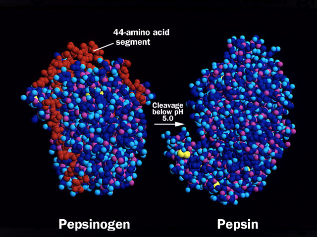 How is pepsinogen converted to pepsin?