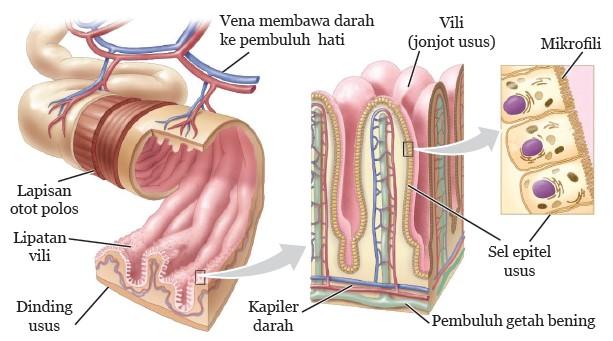 struktur bagian dalam usus halus 