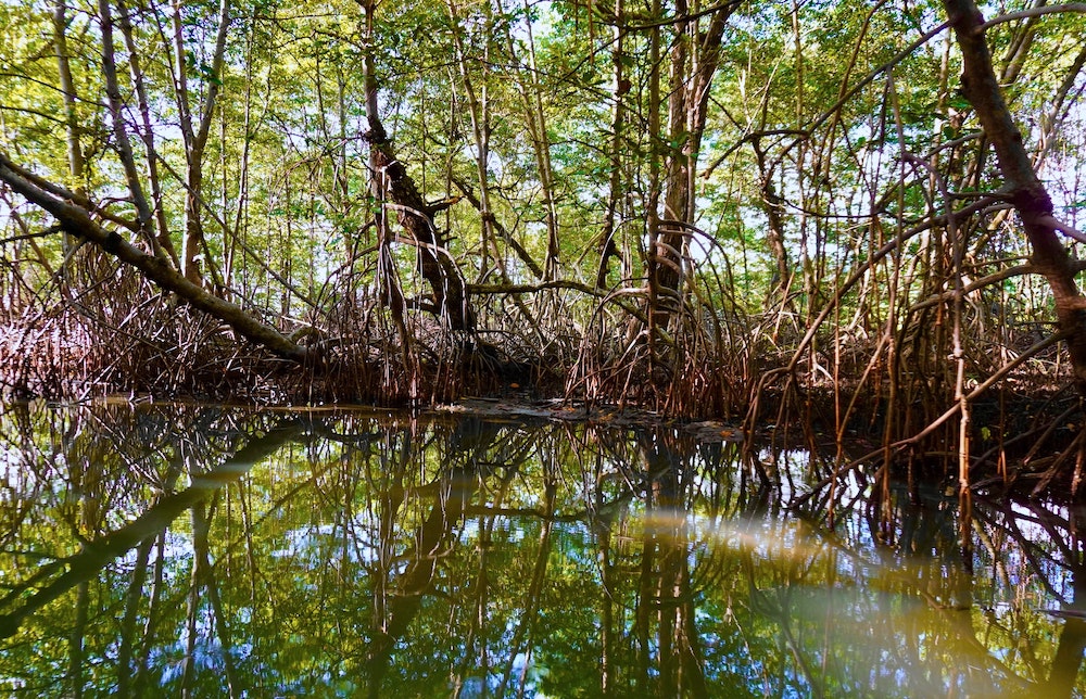 mangroves in Colombia