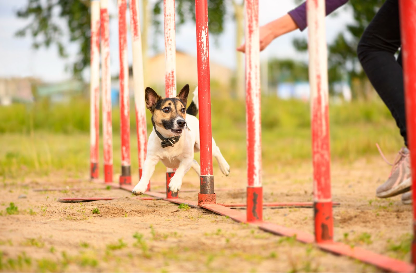 Jack Russell Terrier is overcoming the slalom for dog training