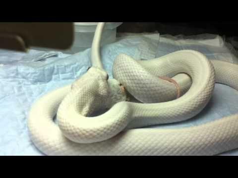 Image result for Texas Rat SnakE EATING RATS
