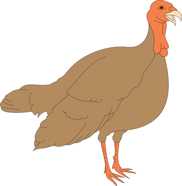 Turkey, Bird, Animal