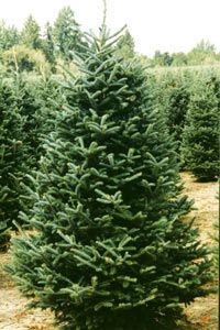 Fraser Fir is a Christmas classic. Beautiful deep green color with soft needles. Will fill your house with a fresh Christmas scent! 

Each tree comes with a fresh cut, to make sure it lasts in your tree stand. 
