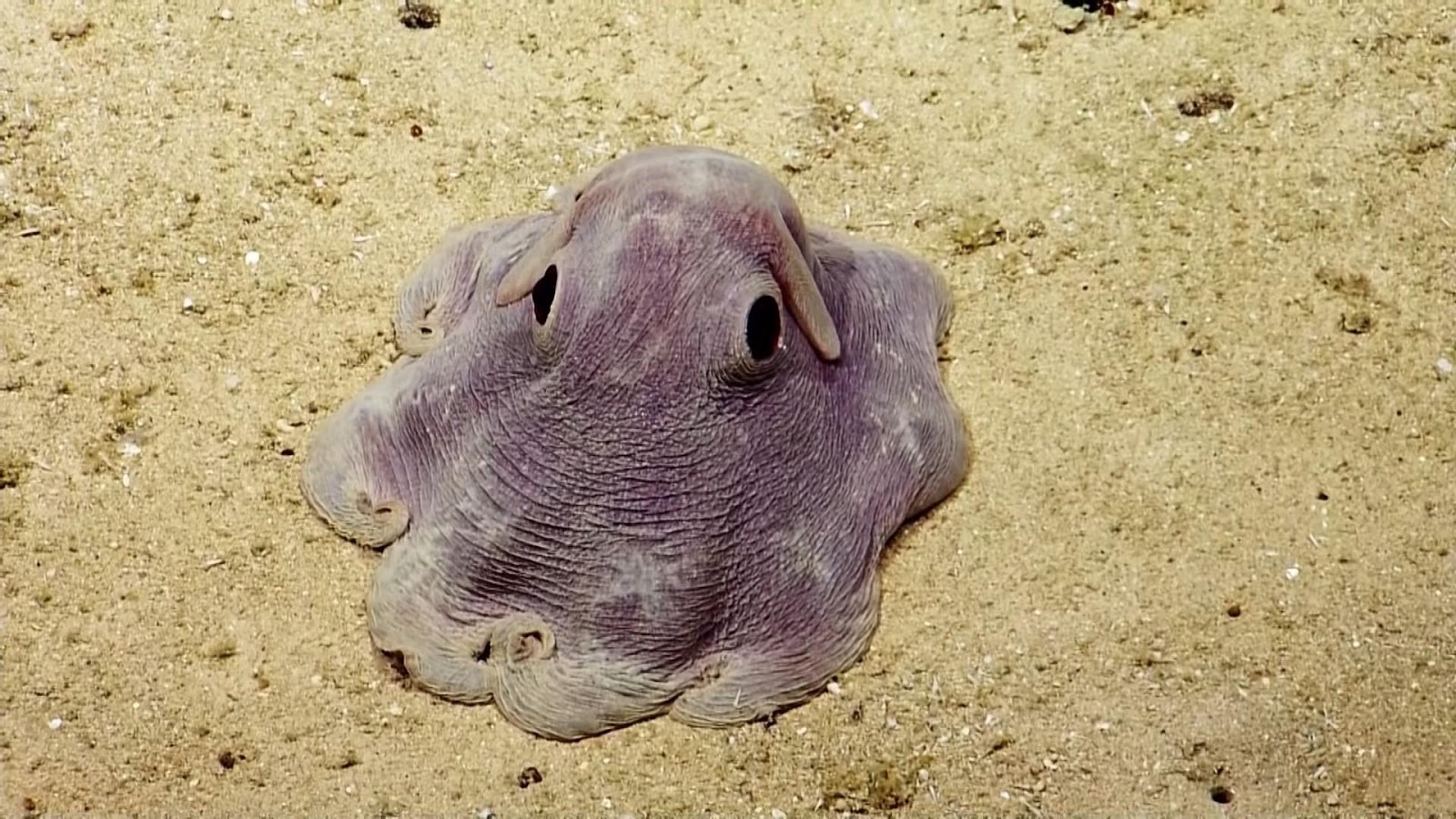Dumbo Octopus เจ้าหมึกดัมโบใต้ท้องทะเลลึก 2