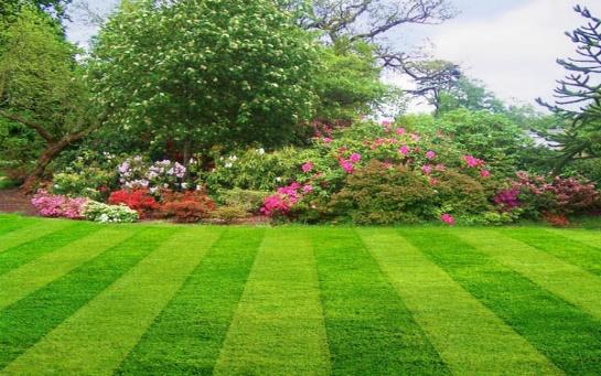 Image result for lawn