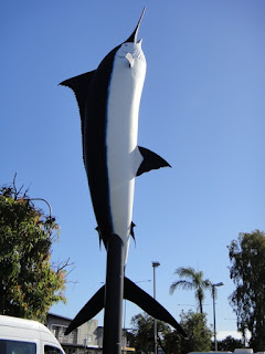 The big marlin in cairns