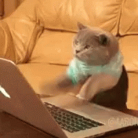 gatto al computer