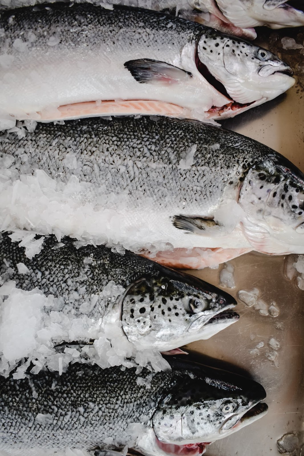 salmon fish in ice