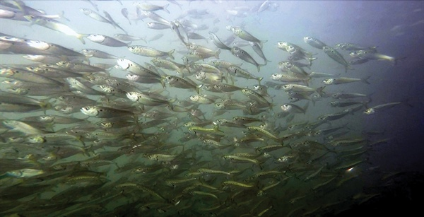 Atlantic menhaden a small fish with an outsized role to play