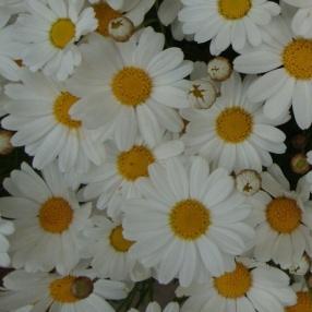 Image result for argyranthemum comet white